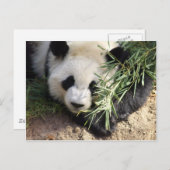 Panda Bear @ Zoo Atlanta Postkarte (Vorne/Hinten)