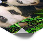 Panda Bears Poster (Ecke)