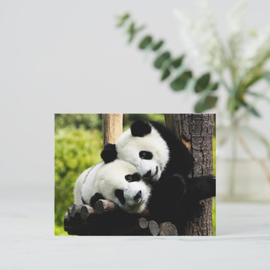Panda Bears Postkarte (Stehend Vorderseite)