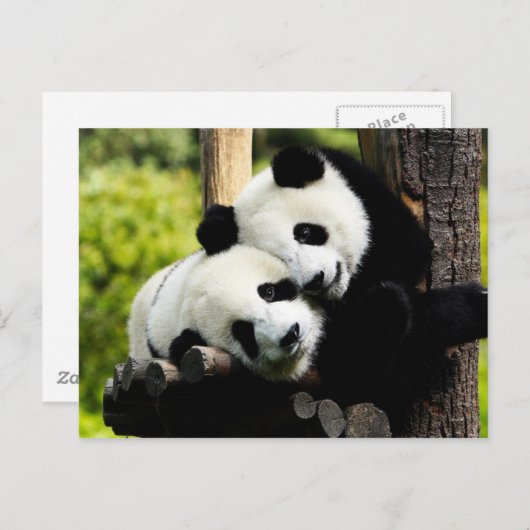 Panda Bears Postkarte (Vorne/Hinten)