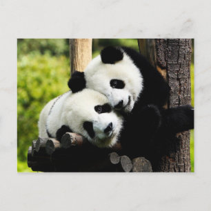 Panda Bears Postkarte