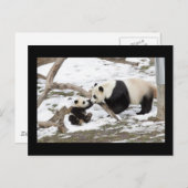 Panda Bears Postkarte (Vorne/Hinten)