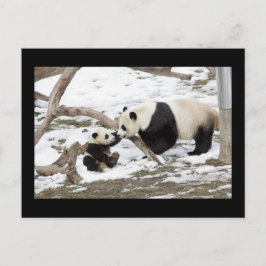 Panda Bears Postkarte