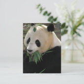 Panda Bears Postkarte (Stehend Vorderseite)
