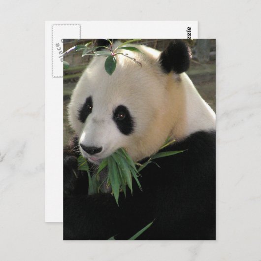 Panda Bears Postkarte (Vorne/Hinten)