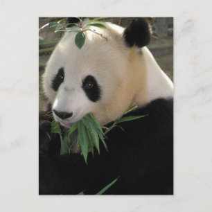Panda Bears Postkarte