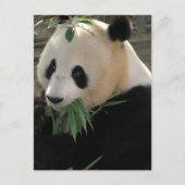 Panda Bears Postkarte (Vorderseite)