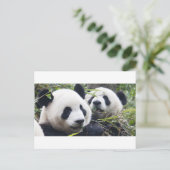Panda Bears Postkarte (Stehend Vorderseite)