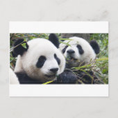 Panda Bears Postkarte (Vorderseite)