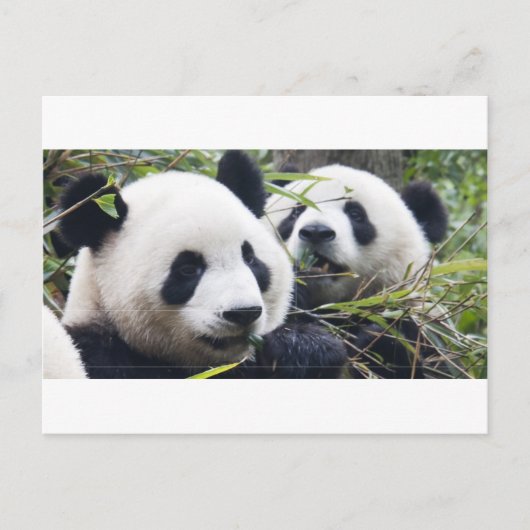 Panda Bears Postkarte (Vorderseite)