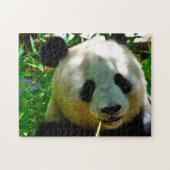 Panda Bears. Puzzle (Horizontal)