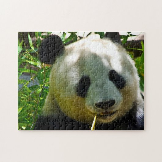 Panda Bears. Puzzle (Horizontal)