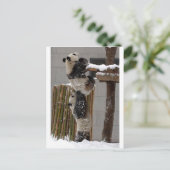 Panda Boost Postkarte (Stehend Vorderseite)