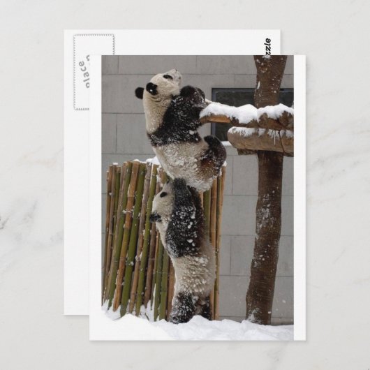 Panda Boost Postkarte (Vorne/Hinten)