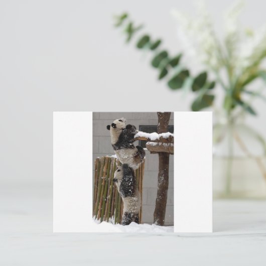 Panda Boost Postkarte (Stehend Vorderseite)