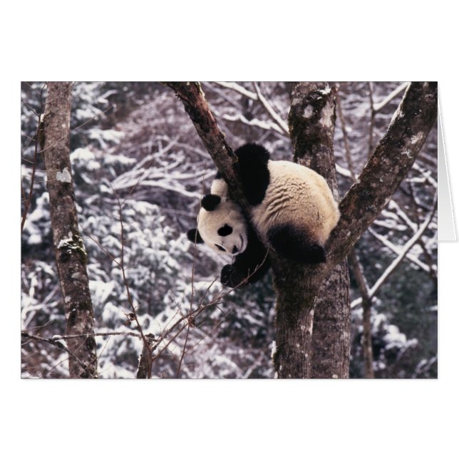 Panda cub, der auf schneebedeckten Baum spielt, (Vorderseite (Horizontal))