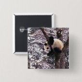 Panda cub, der auf schneebedeckten Baum spielt, Button (Vorne & Hinten)