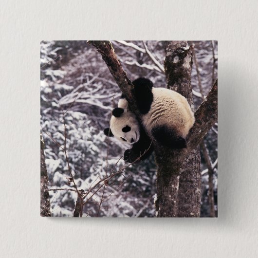 Panda cub, der auf schneebedeckten Baum spielt, Button (Vorderseite)