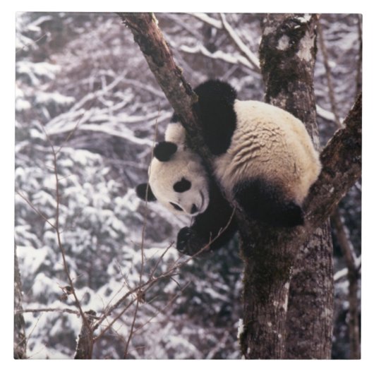 Panda cub, der auf schneebedeckten Baum spielt, Fliese (Vorderseite)