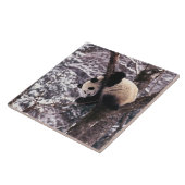 Panda cub, der auf schneebedeckten Baum spielt, Fliese (Seite)