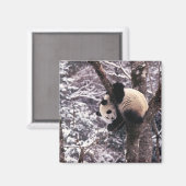 Panda cub, der auf schneebedeckten Baum spielt, Magnet (Vorderseite/Rückseite)