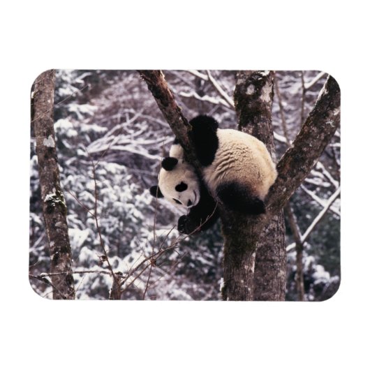 Panda cub, der auf schneebedeckten Baum spielt, Magnet (Horizontal)