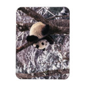 Panda cub, der auf schneebedeckten Baum spielt, Magnet (Vertikal)