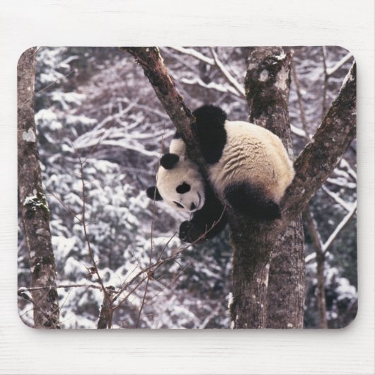 Panda cub, der auf schneebedeckten Baum spielt, Mousepad (Vorne)