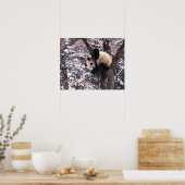 Panda cub, der auf schneebedeckten Baum spielt, Poster (Küche)