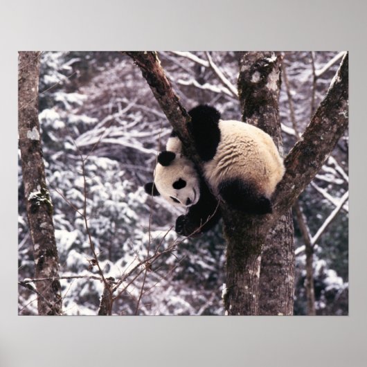 Panda cub, der auf schneebedeckten Baum spielt, Poster (Vorne)