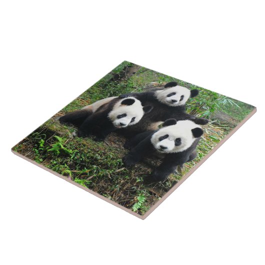 PANDA CUB FLIESE (Seite)