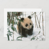 Panda cub on snow, Wolong, Sichuan, China 2 Postkarte (Vorne/Hinten)