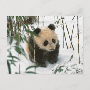 Panda cub on snow, Wolong, Sichuan, China 2 Postkarte