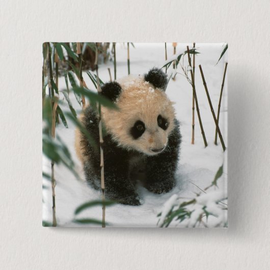 Panda cube on snow, Wolong, Sichuan, China Button (Vorderseite)