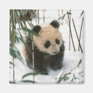 Panda cube on snow, Wolong, Sichuan, China Magnet
