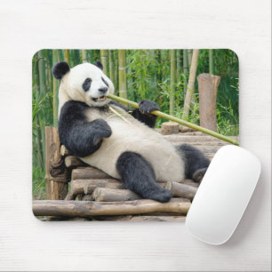 Panda, der an einem Bambusstängel kaut Mousepad