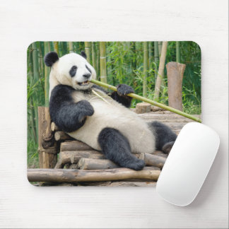 Panda, der an einem Bambusstängel kaut Mousepad