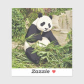 Panda, der Bambus isst Aufkleber (Blatt)