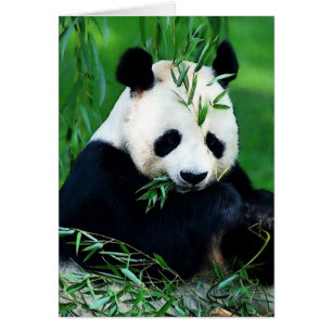 Panda, der Blätter isst
