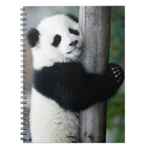 Panda, der Posten umarmt Notizblock