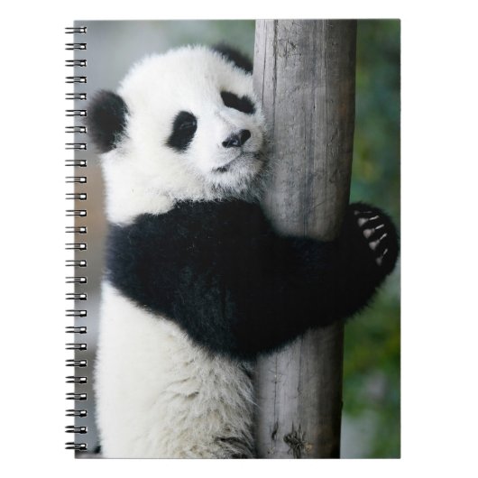 Panda, der Posten umarmt Notizblock (Vorderseite)