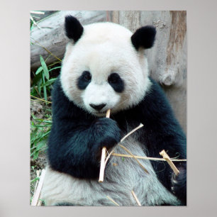 Panda-Druck Poster