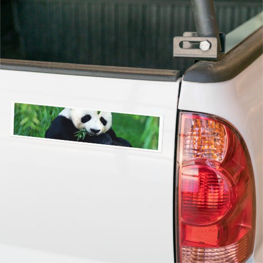 Panda Eating Blätter Autoaufkleber (Auf Lkw)