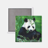 Panda Eating Blätter Magnet (Vorderseite/Rückseite)