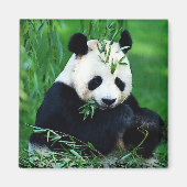 Panda Eating Blätter Magnet (Vorne)