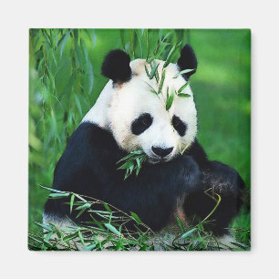 Panda Eating Blätter Magnet