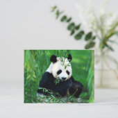 Panda Eating Blätter Postkarte (Stehend Vorderseite)