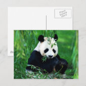 Panda Eating Blätter Postkarte (Vorne/Hinten)