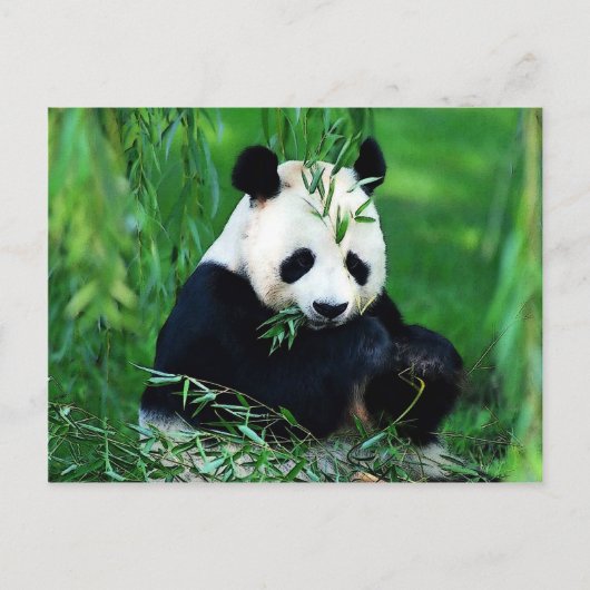 Panda Eating Blätter Postkarte (Vorderseite)