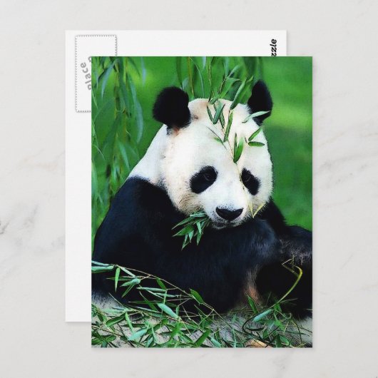 Panda Eating Blätter Postkarte (Vorne/Hinten)